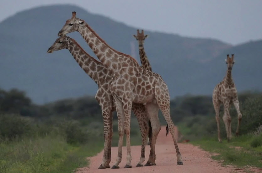 Okonjima Nature Reserve, Namibia